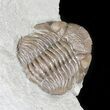Long, Folded Eldredgeops Trilobite - Ohio #50898-2
